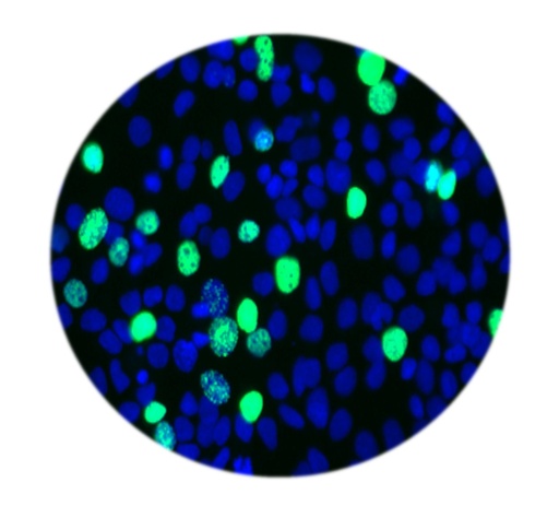 [SA-ASSAY-27] E-Click EdU Cell Proliferation Imaging Assay Kit (Green, FITC)